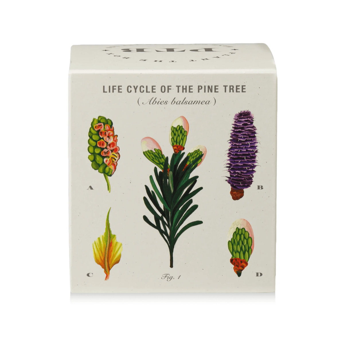 Winter Garden Rustic Pine Candle