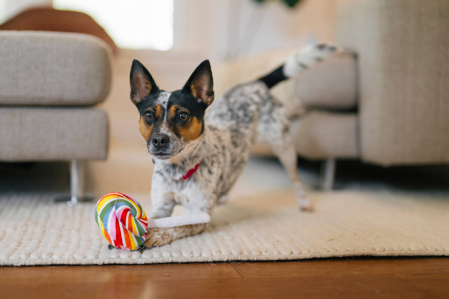 Play Pet Brands - Snack Attack Collection - MINI