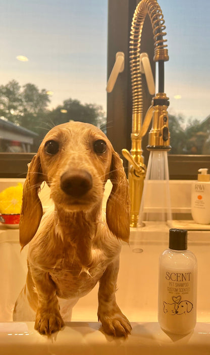 Unscented pet shampoo
