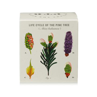 Winter Garden Rustic Pine Candle